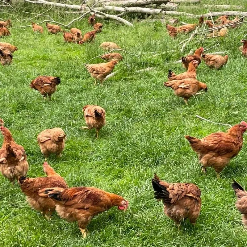 Le Poulet de Gibecq (4)