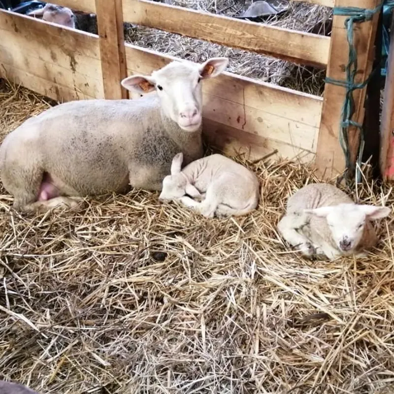 Le Poulet de Gibecq Agneau (2)