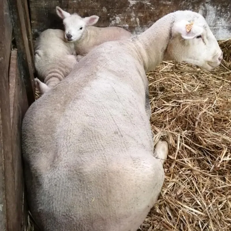 Le Poulet de Gibecq Agneau (1)