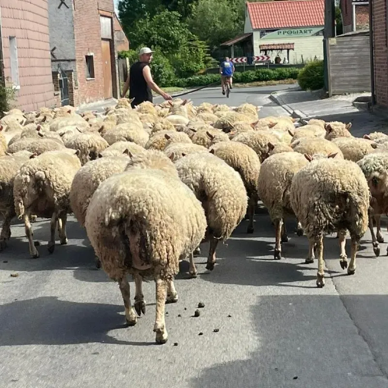 agneau bio à Gibecq